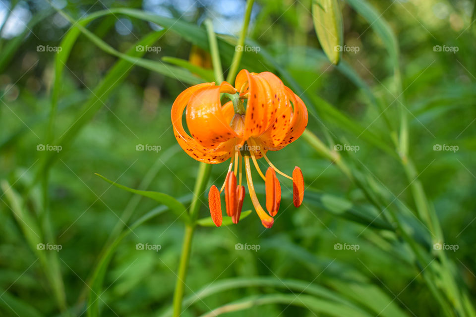 Forest Lily
