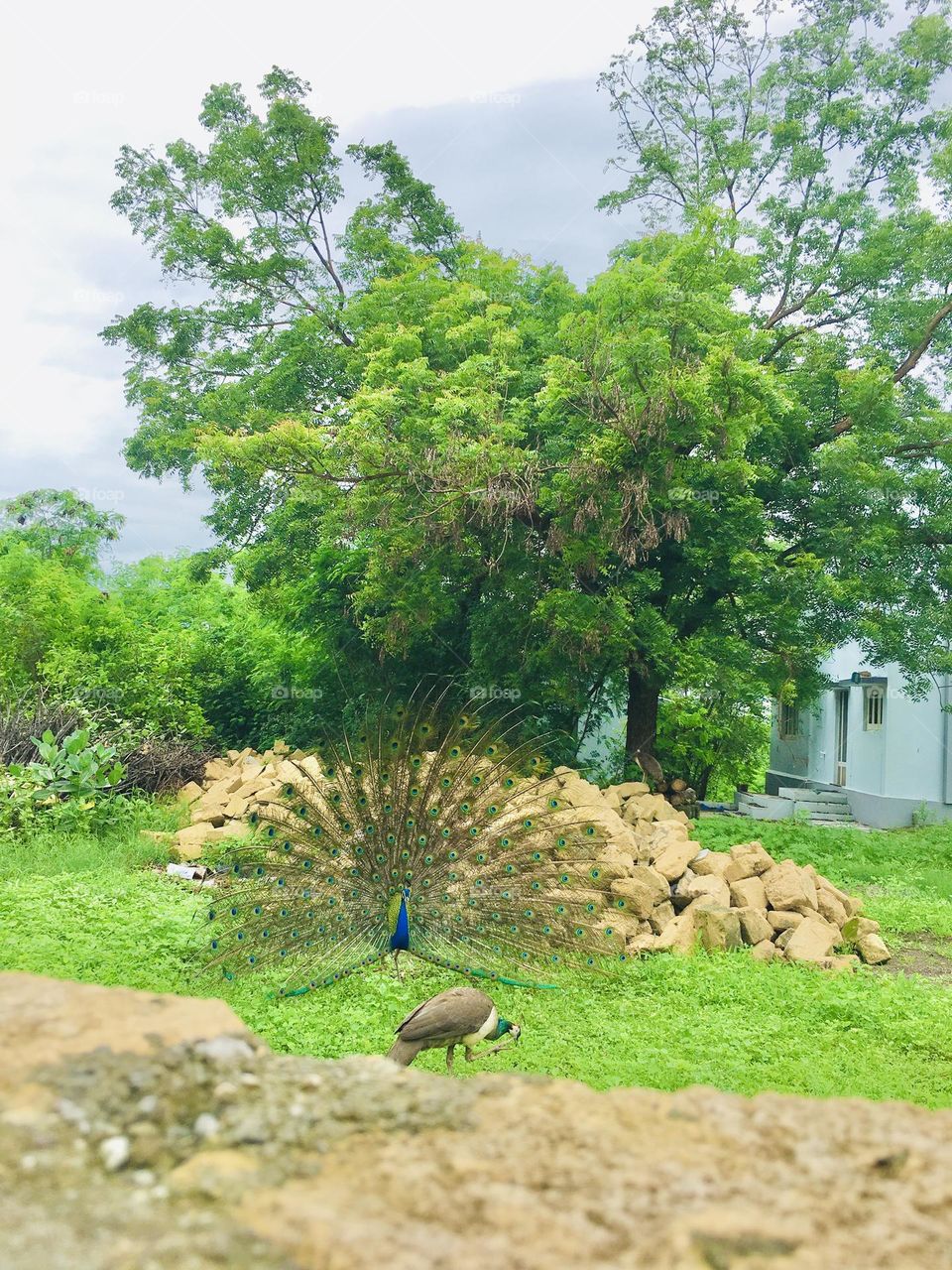 peacock