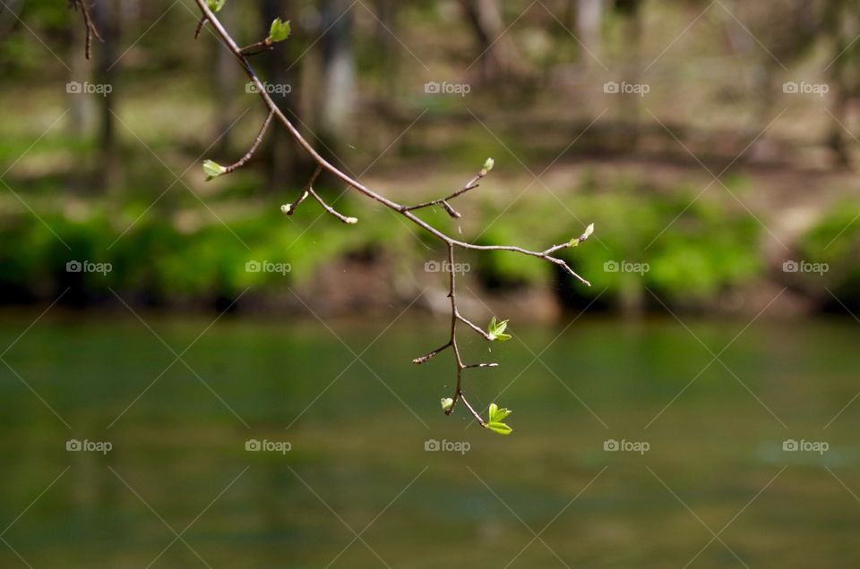 Spring Leafing Branch