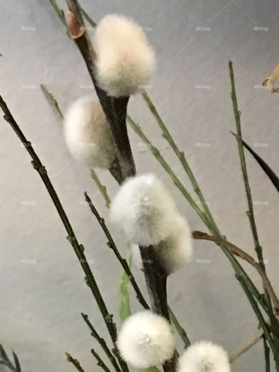 Spring - Pussy Willows 