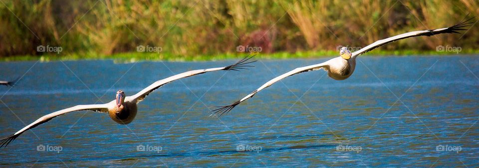 Synchronicity - Pelicans