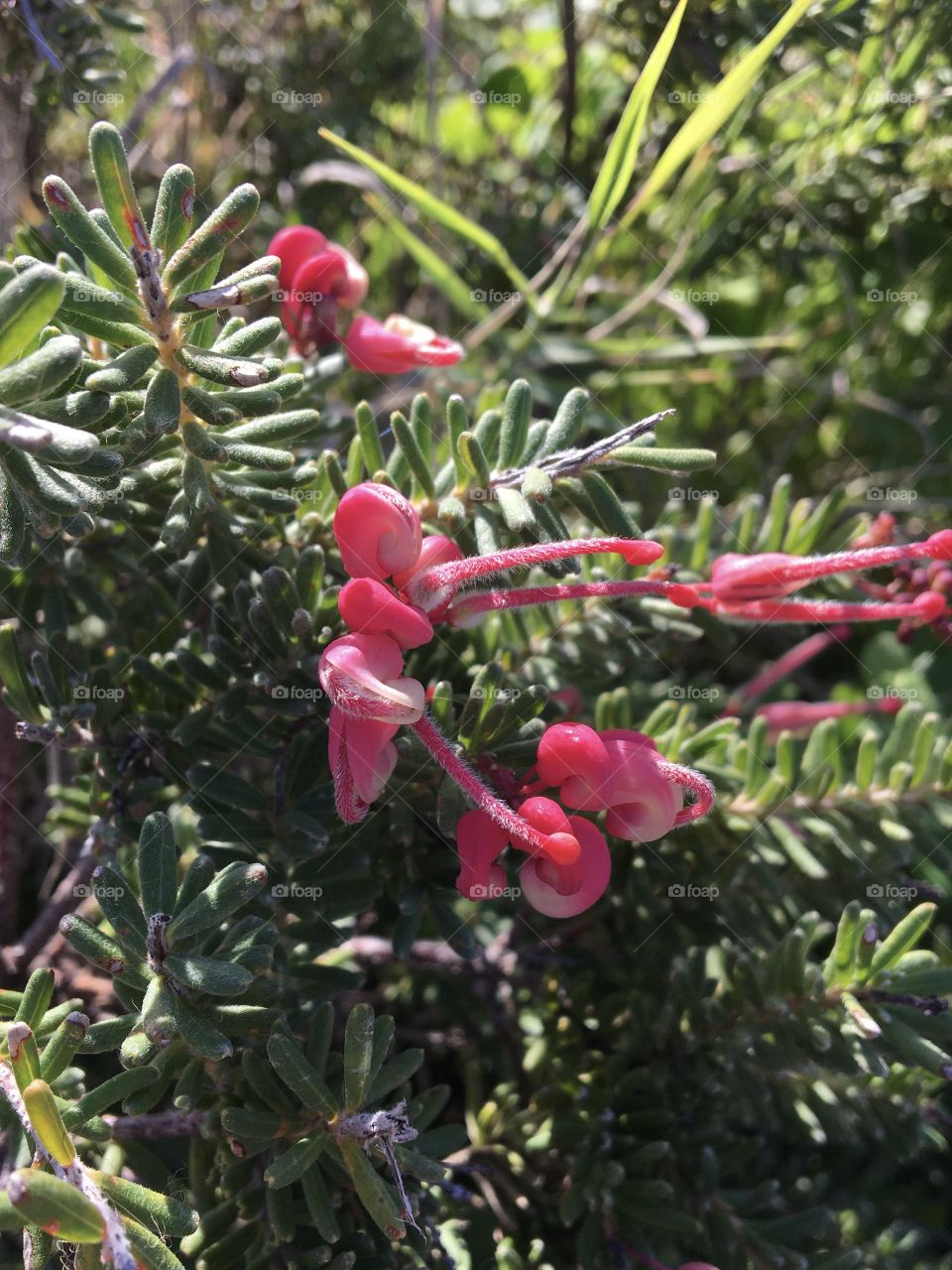 Original tiny flowers