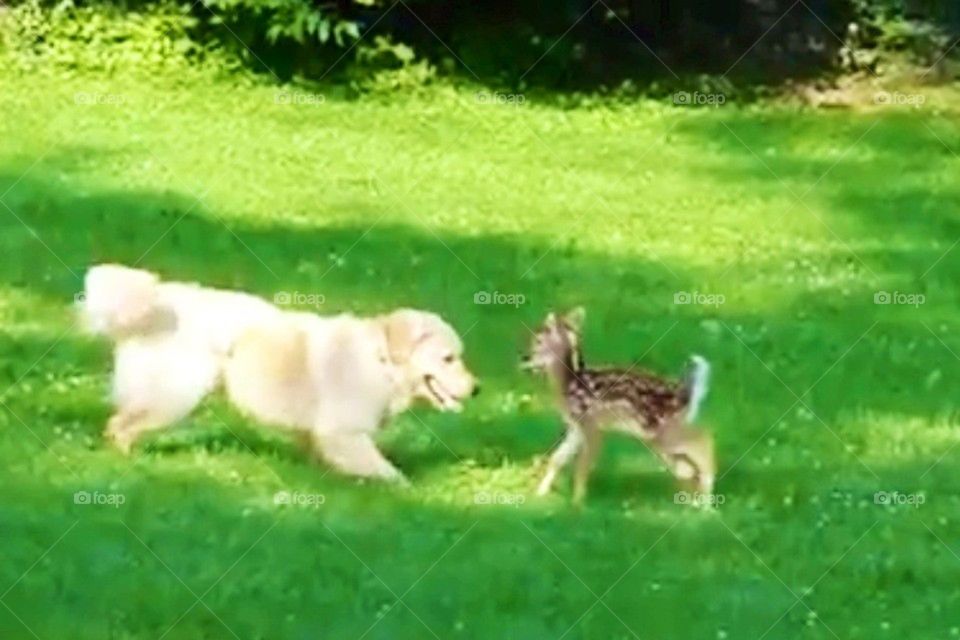 Baby deer and pup