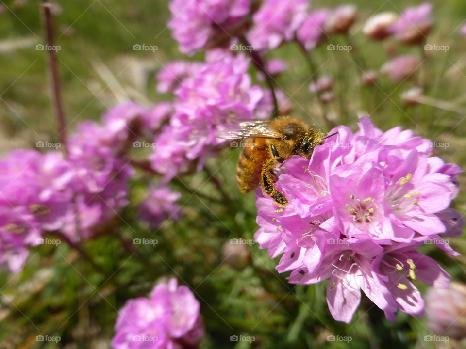 Bee on a flower 