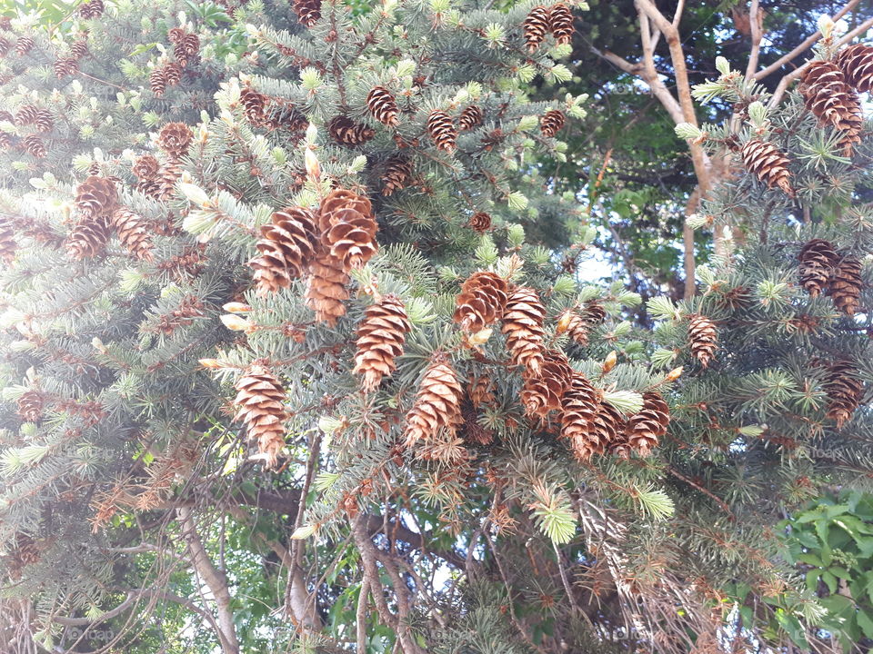 Opening Blue Spruce Cone Clusters against Russian Elms