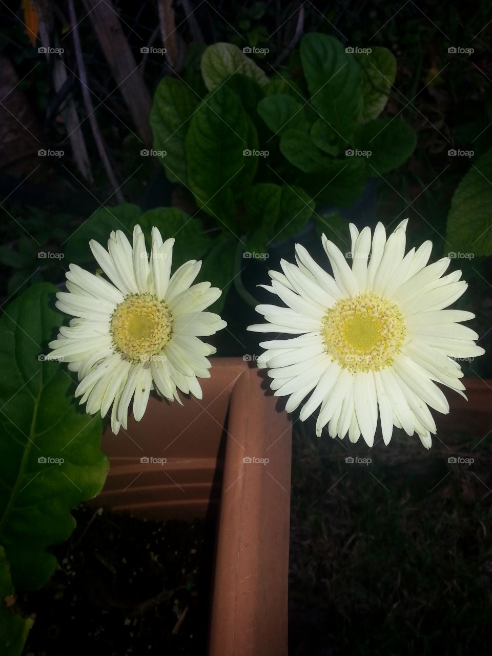 Daisy's