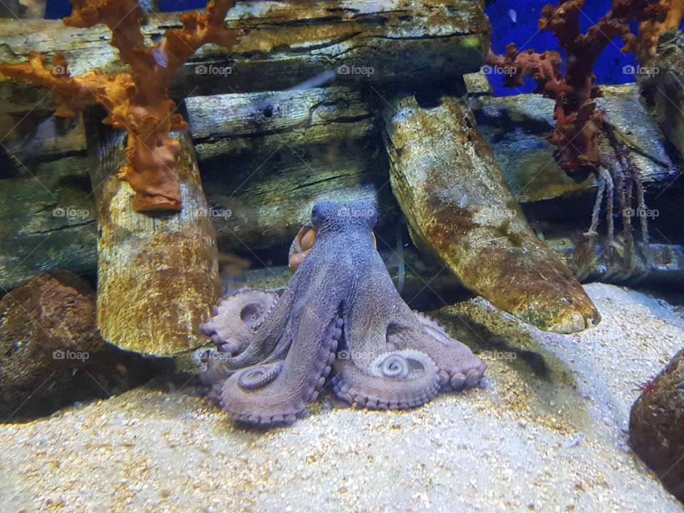 Guarding octopus