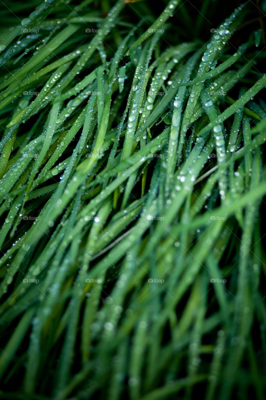 green grass morning leaves by gene916