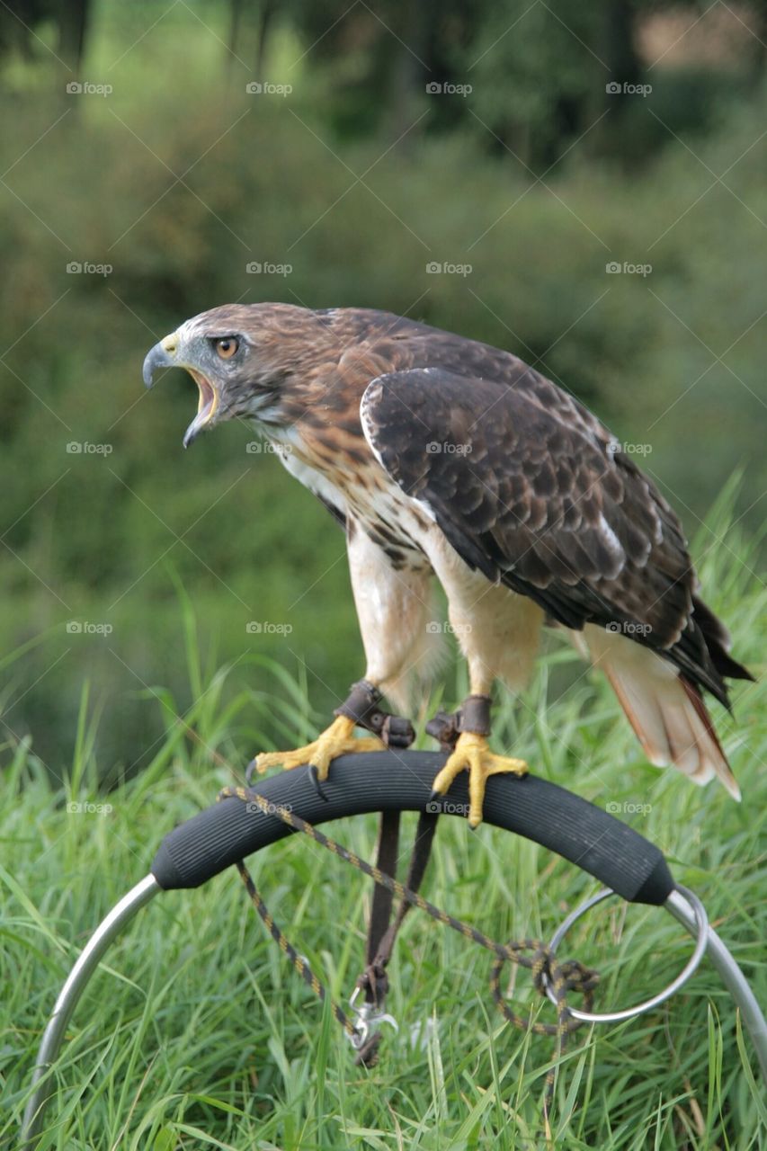 Bird waiting and screaming