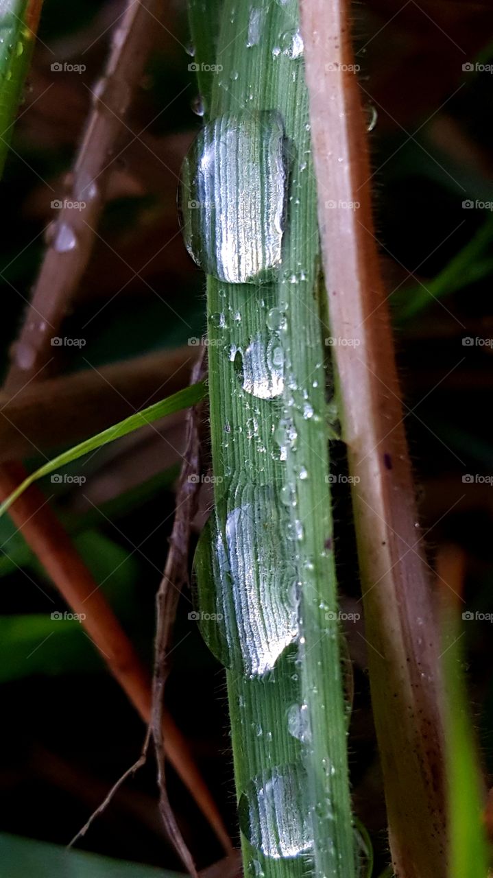 Raindrops on the blade of grass.