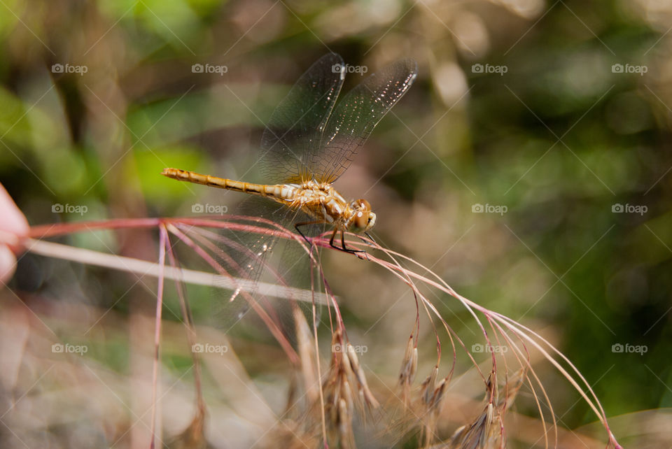 Golden Summer Dragonfly