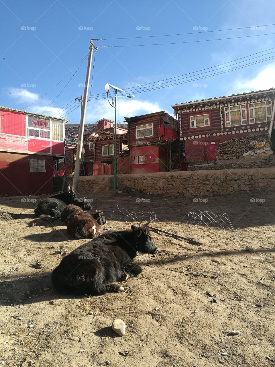 Yaks at Se Da Buddhist Monastery and School in Sichuan Province, China.

Se Da is currently the largest Tibetan Buddhist school in the world and not open to westerners