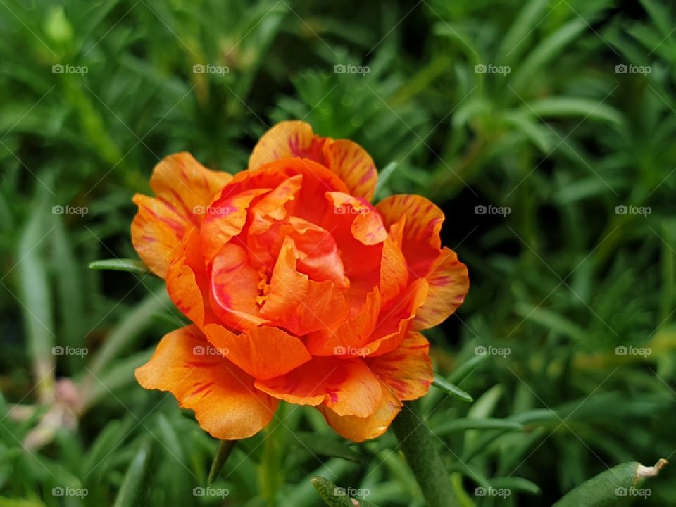 the Portulaca Grandiflora