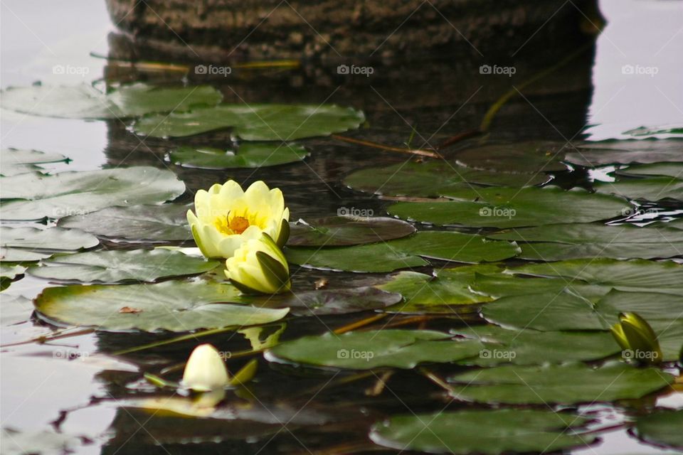 Close-up of lotus water lily flower on lake