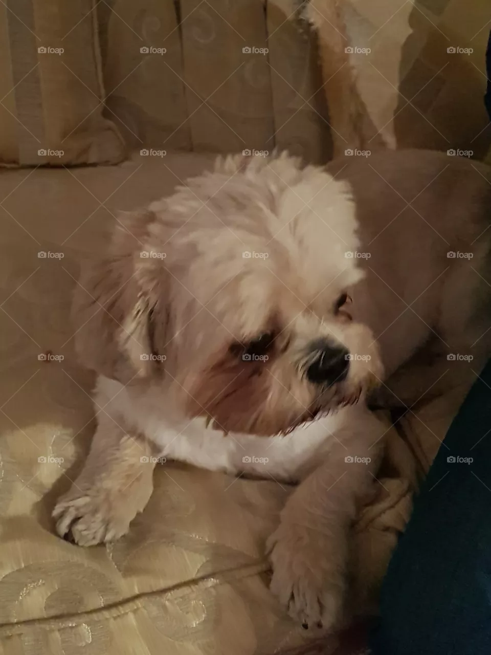 Bruno Puppy