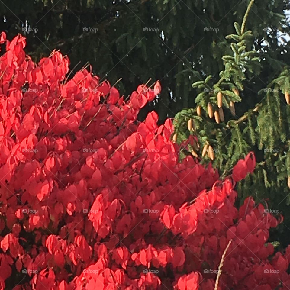 Red Bush 