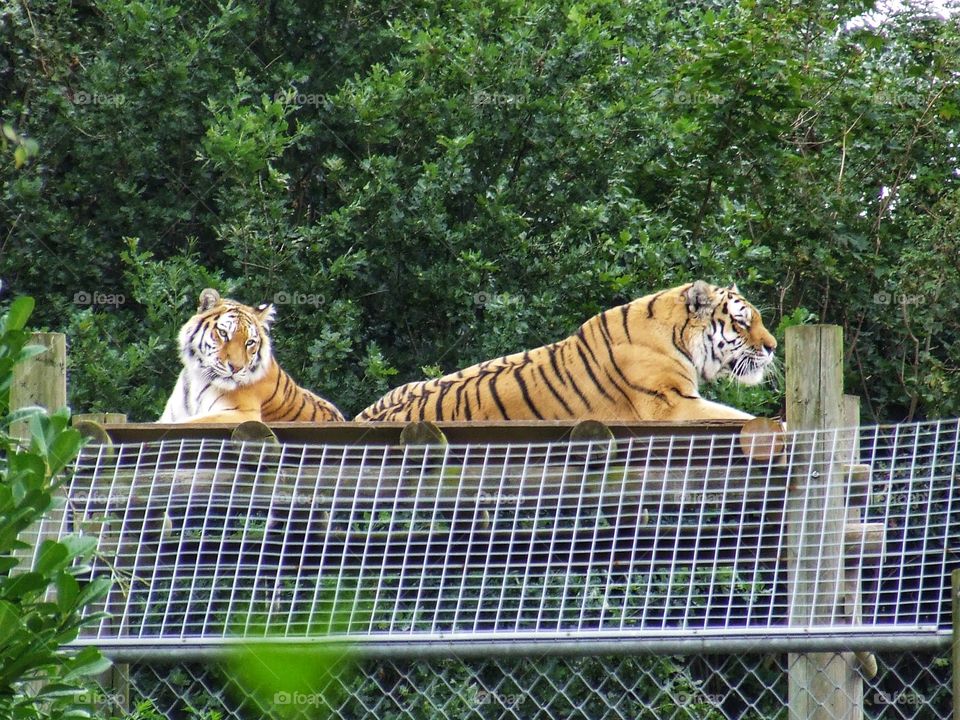 Majestic tigers