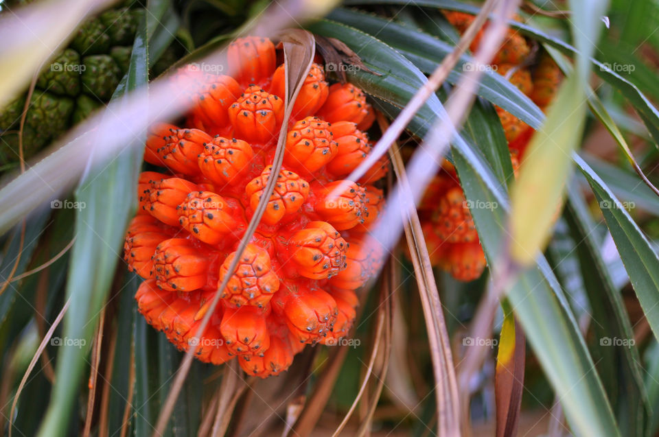 red tree orange palm by hkjohan