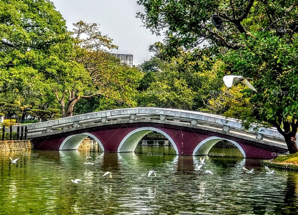 A bridge in the park, beautiful shape on the lake, plus the reflection, flying egrets, green trees, green water, how leisurely you can enjoy!