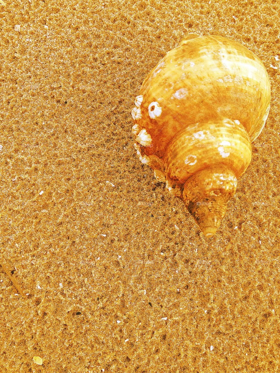 white sand sea shell on golden by lawrence007