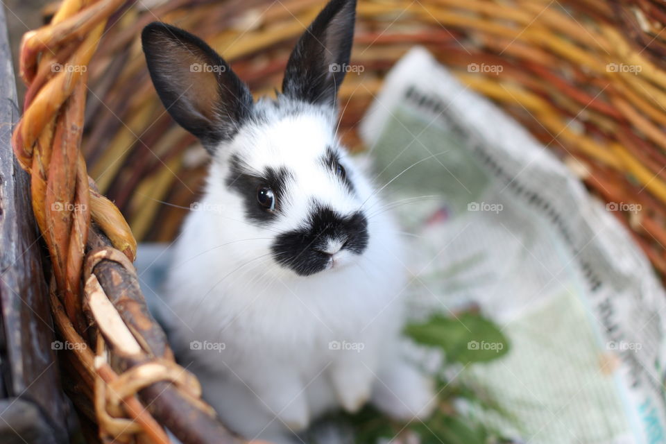 rabbit in a basket