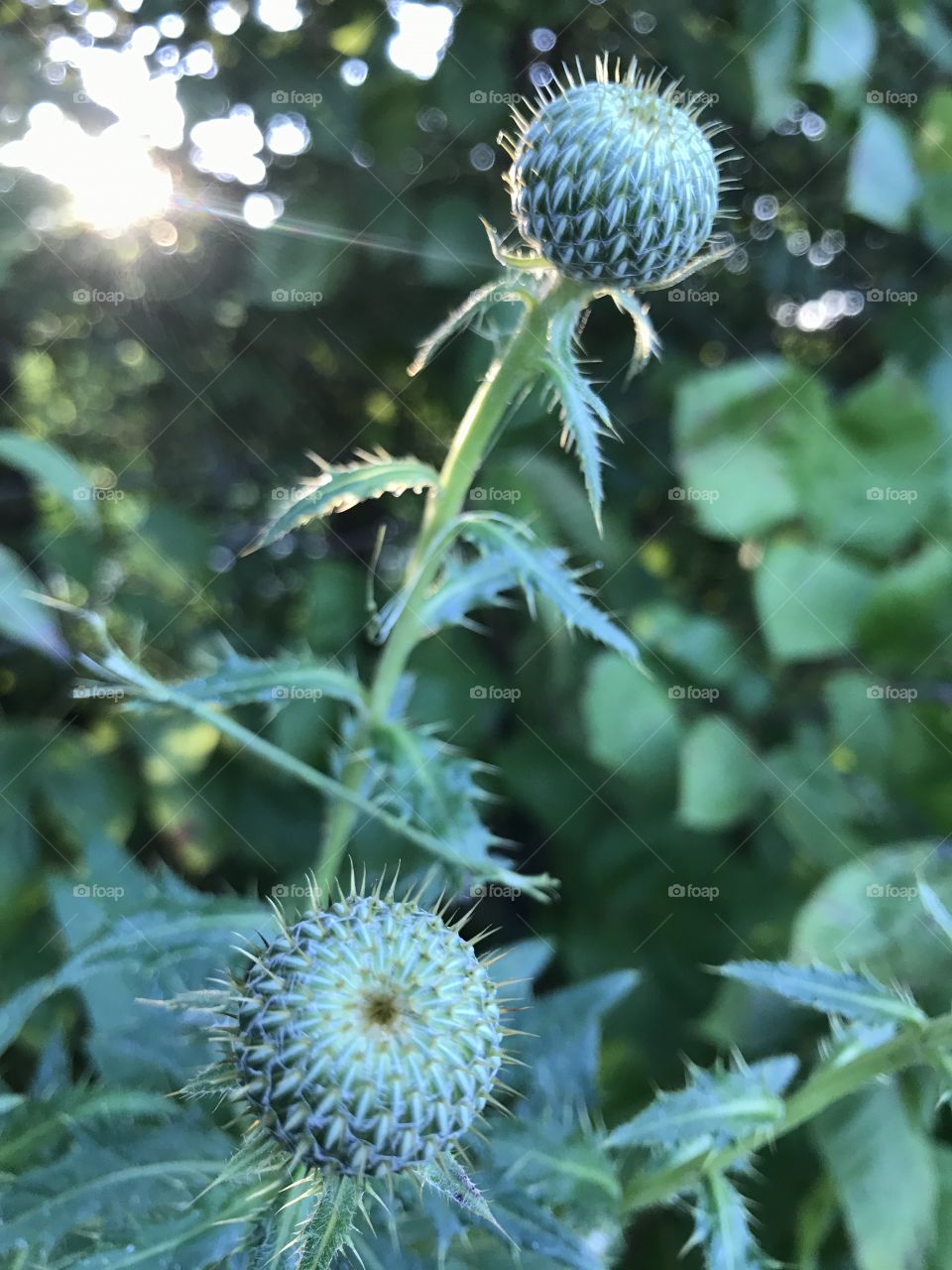 Thistle 