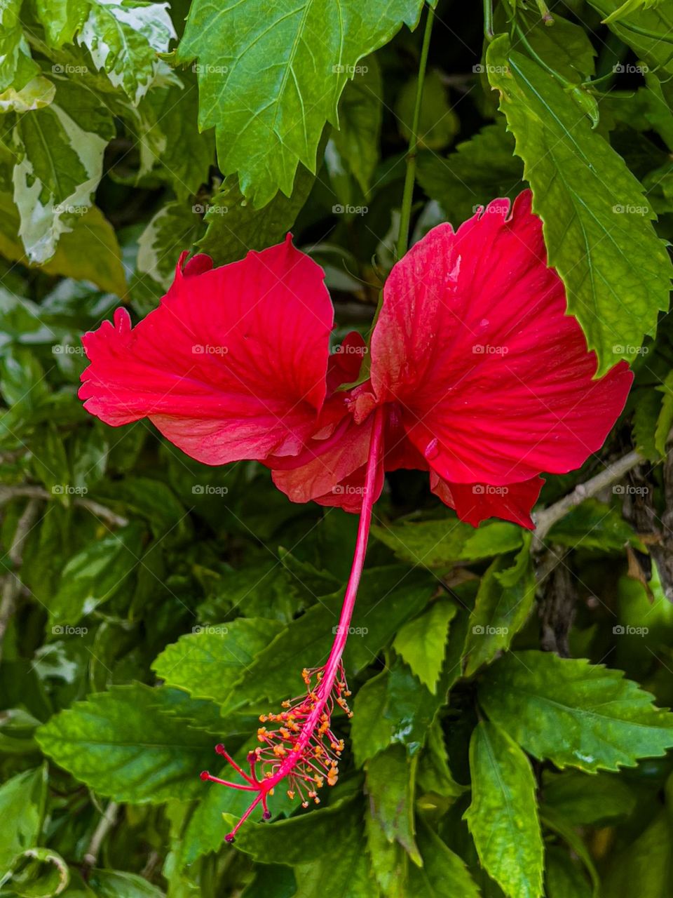 HIBISCUS 