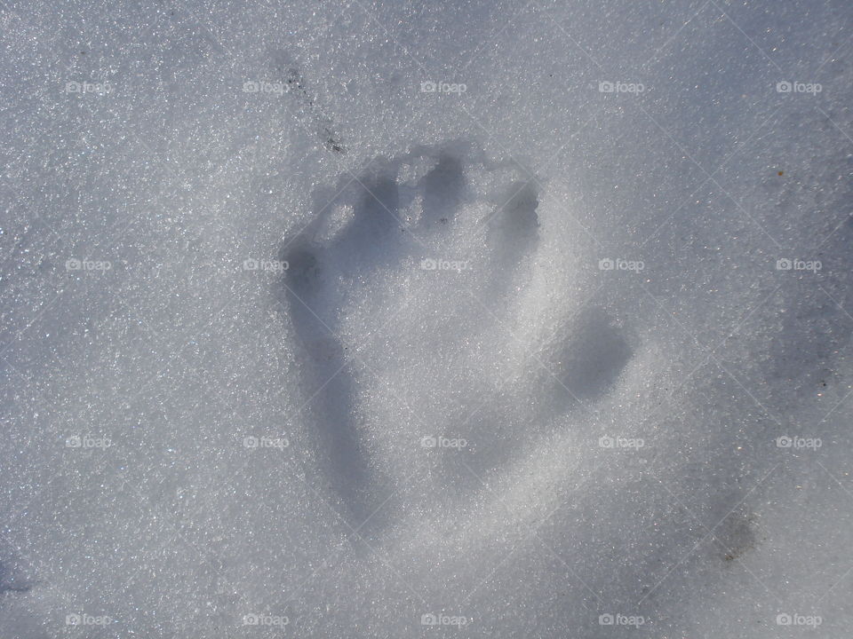 A Trail in the Snow