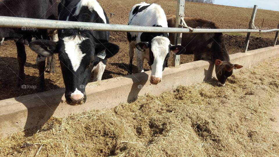 Cattle, Livestock, Farm, Agriculture, Mammal