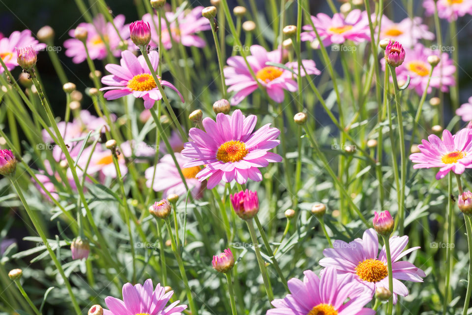 Field of pink daisy flowers on a beautiful summer day