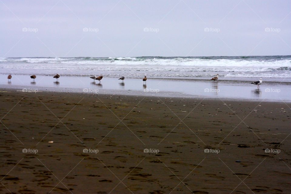 A grey beach day in San Francisco. The birds are happily enjoying the quiet beach.