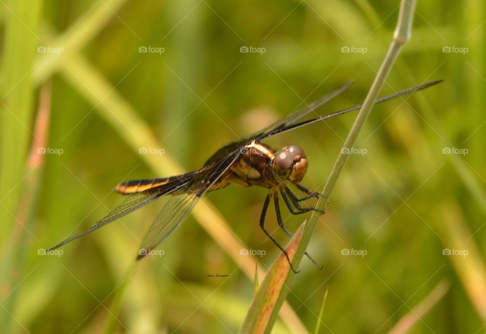 dragonfly on grass stem