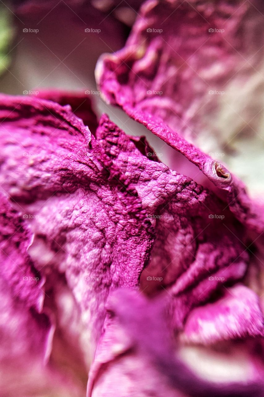 Petals of pink rose