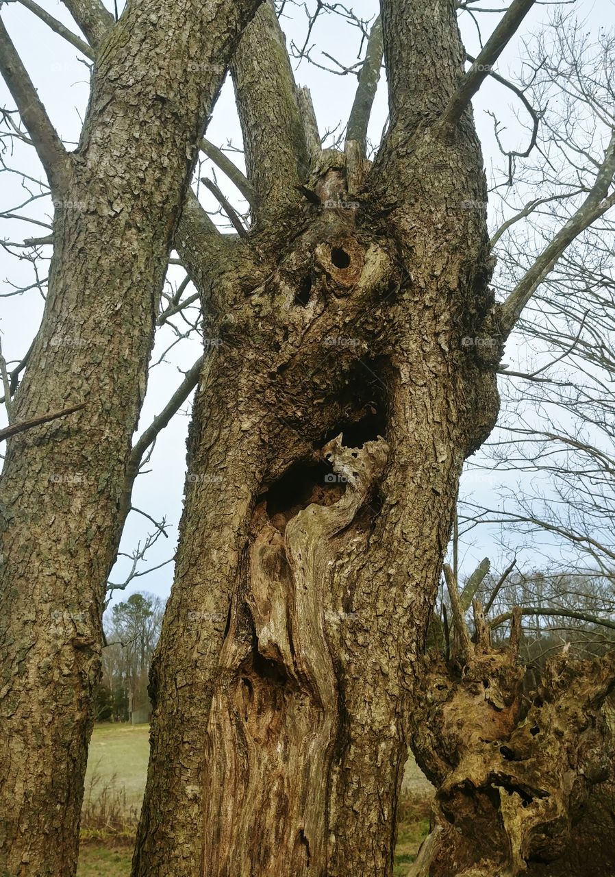 Deformed Dead Tree