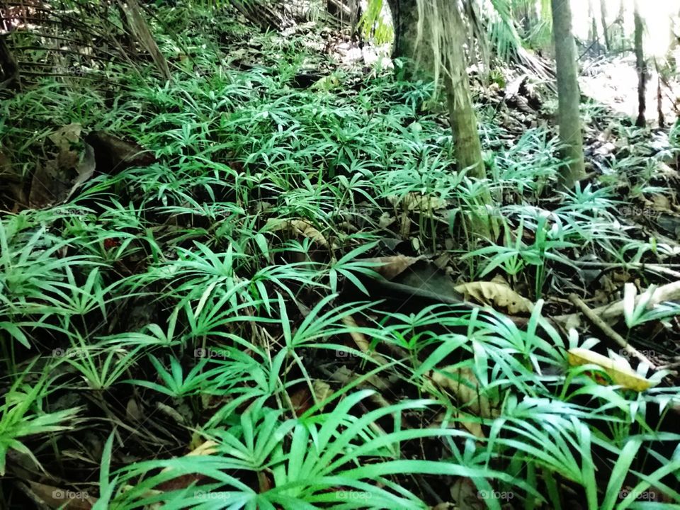 Pequenos brotos jovens e sadios como ideias e planos em minha mente..