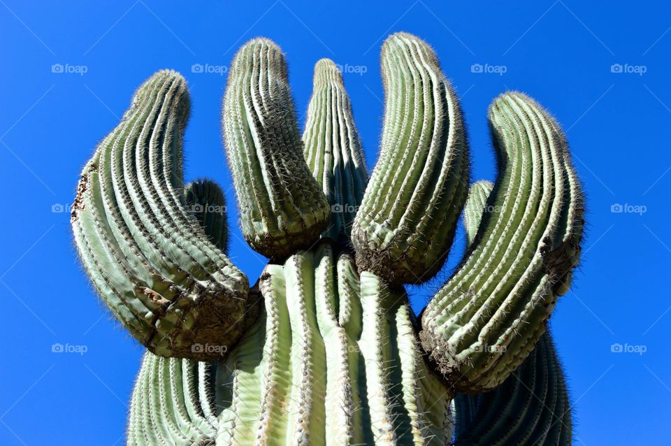 Cactus in the Sky