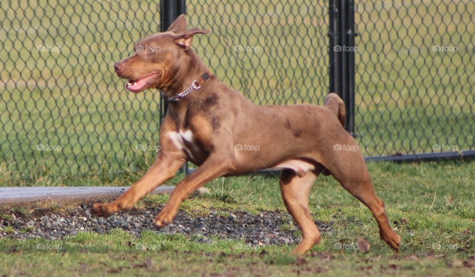 It was dog park time today and it was very busy! This brown dog couldn’t keep still and ran non-stop around the park. That was until he found the one puddle in the park and rolled right in!