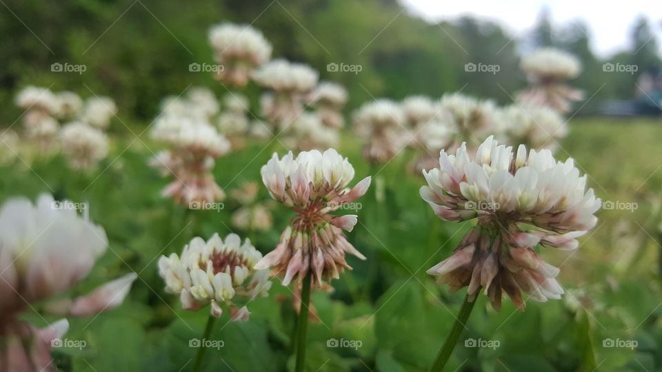 Wildflower patch