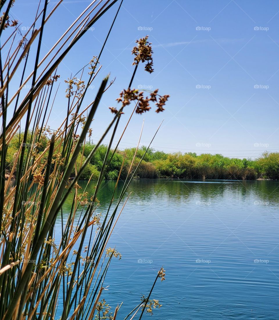Still Waters on a Spring Day