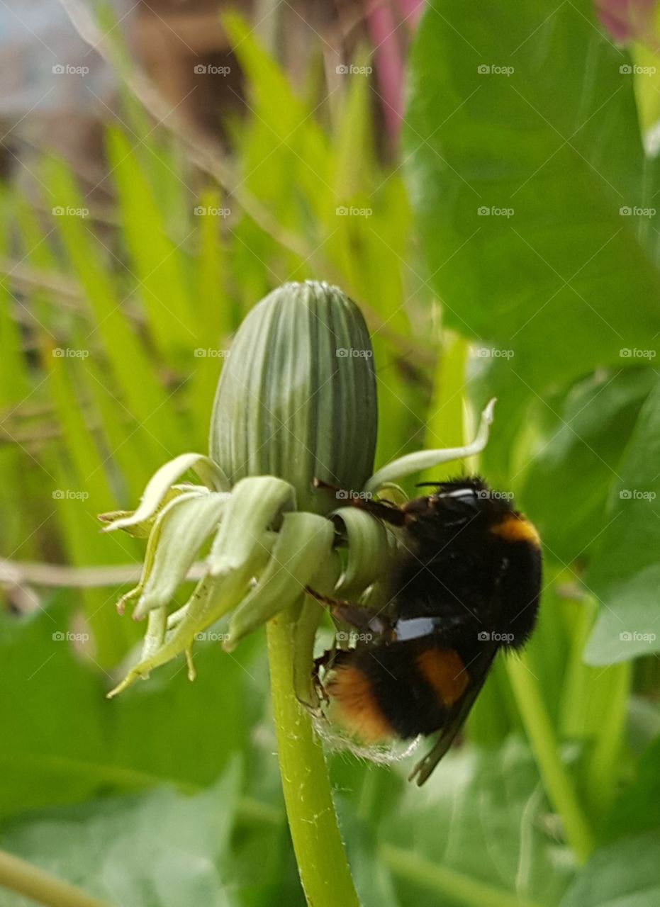 bumble bee on dandilion