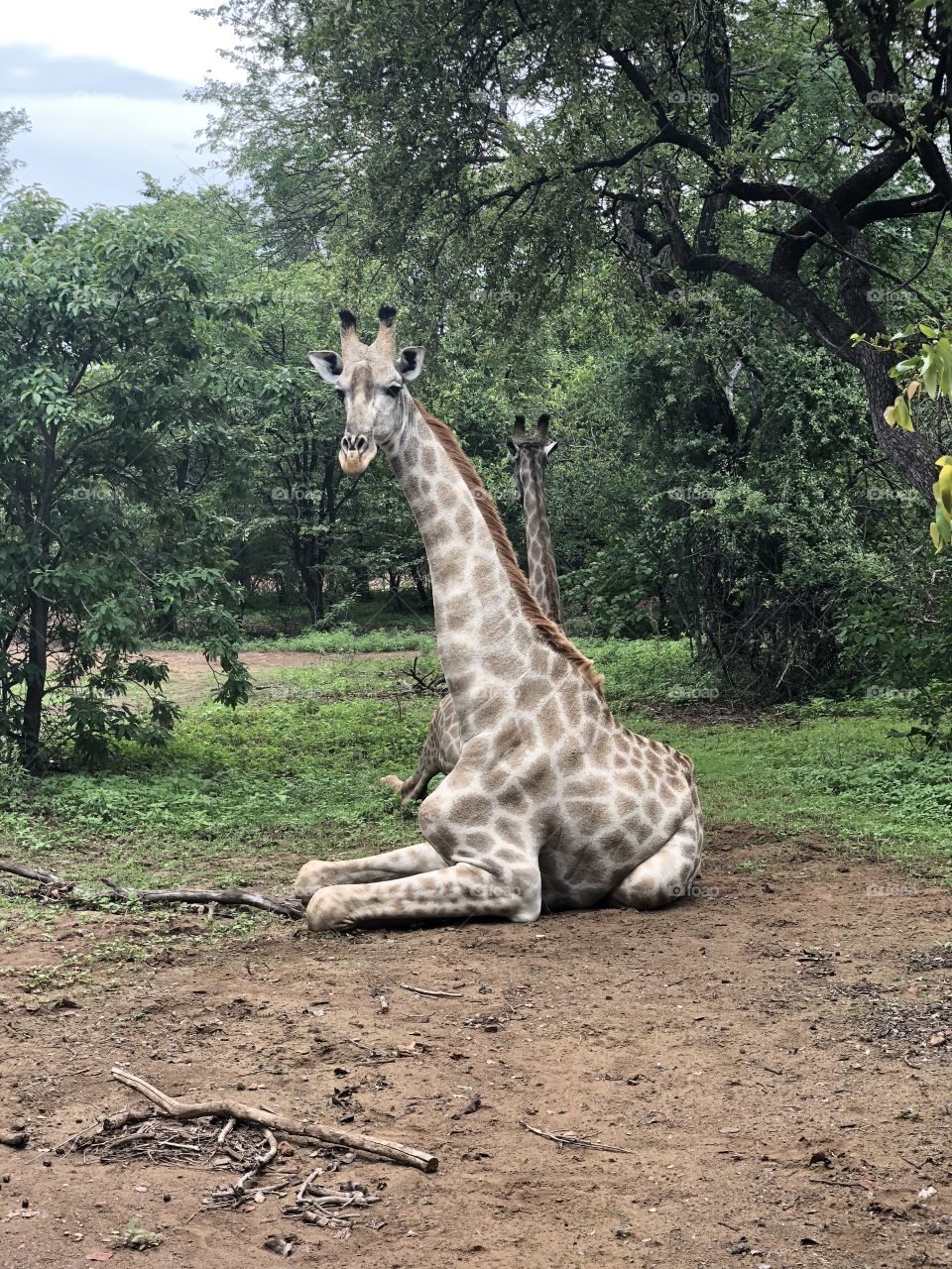 Sitting Giraffe 