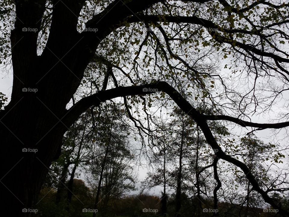 trees on a cloudy day