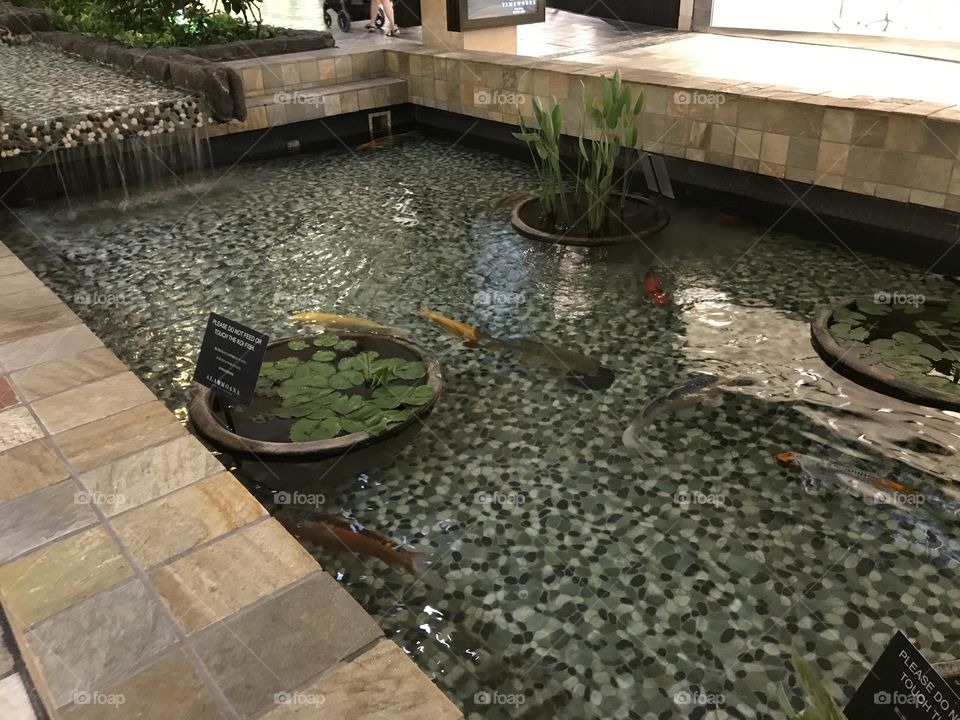 Pond inside the Honolulu shopping mall at Hawaii 
