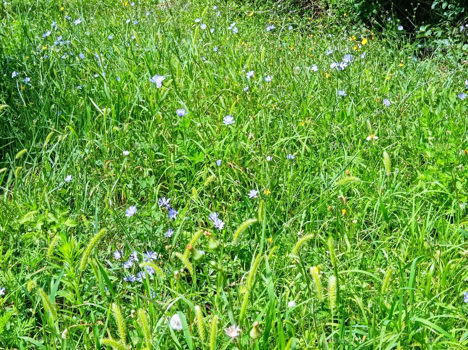 Summer herbs, plants and flowers.