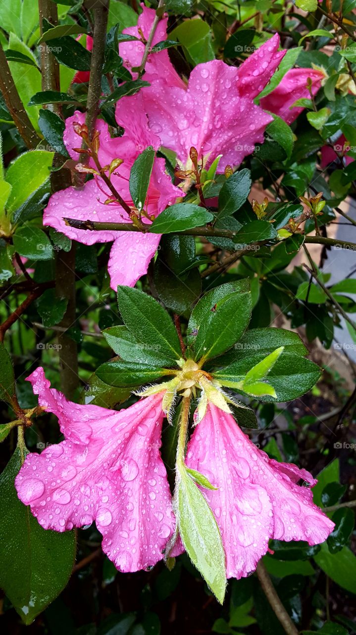 Beautiful Azalea Flowers covered in rain droplets.