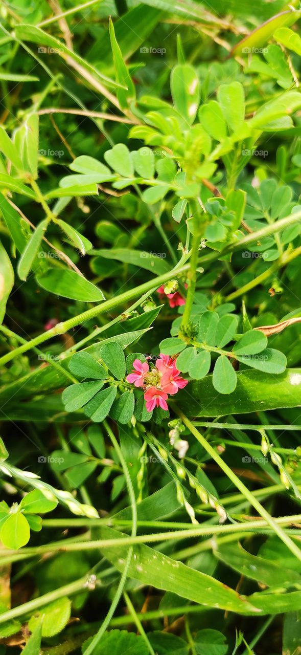 little pink flowers