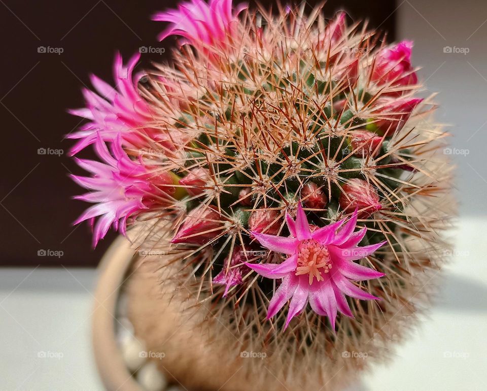 pink cactus flowers, Barbie style