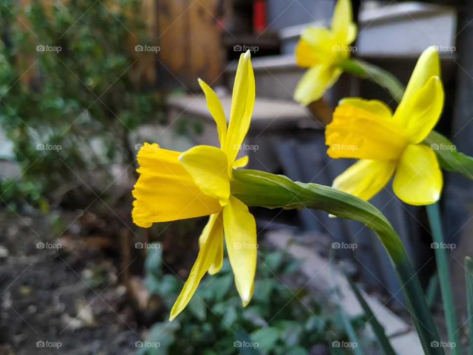 yellow narcissus