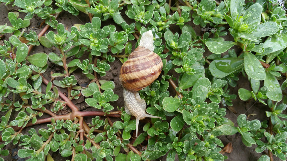 Snail in grass