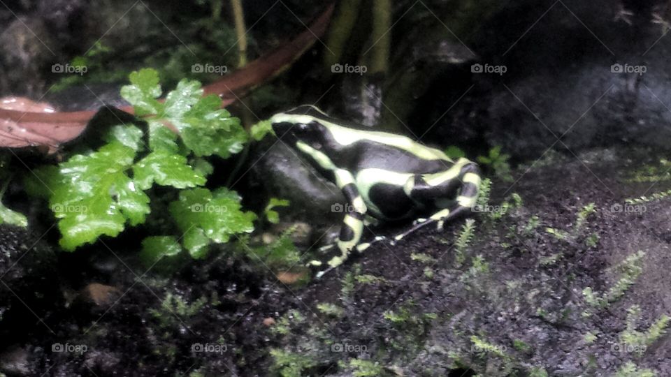 green and black frog